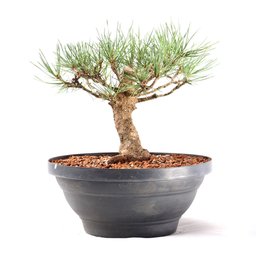 Pré Bonsai Pinheiro Negro 14 Anos - 2