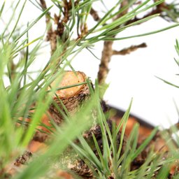 Pré Bonsai Pinheiro Negro 14 Anos - 5