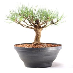 Pré Bonsai Pinheiro Negro 14 Anos - 4
