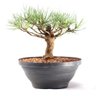Pré Bonsai Pinheiro Negro 14 Anos - 4