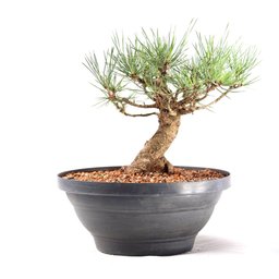 Pré Bonsai Pinheiro Negro 14 Anos - 3