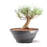 Pré Bonsai Pinheiro Negro 14 Anos - 3