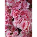 Ver imagem 3 de Árvore Flores de Cerejeiras Curvada Grande de Decoração