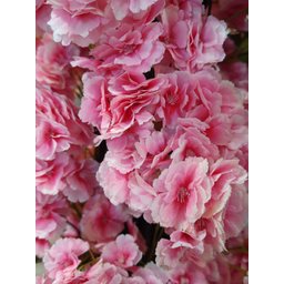 Árvore Flores de Cerejeiras Curvada Grande de Decoração - 3