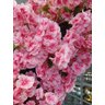 Árvore Flores de Cerejeiras Curvada Grande de Decoração - 2