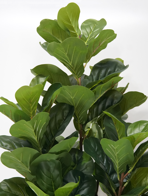 Arvore Verde Folhagem Planta Ficus Lyrata 120cm - 5