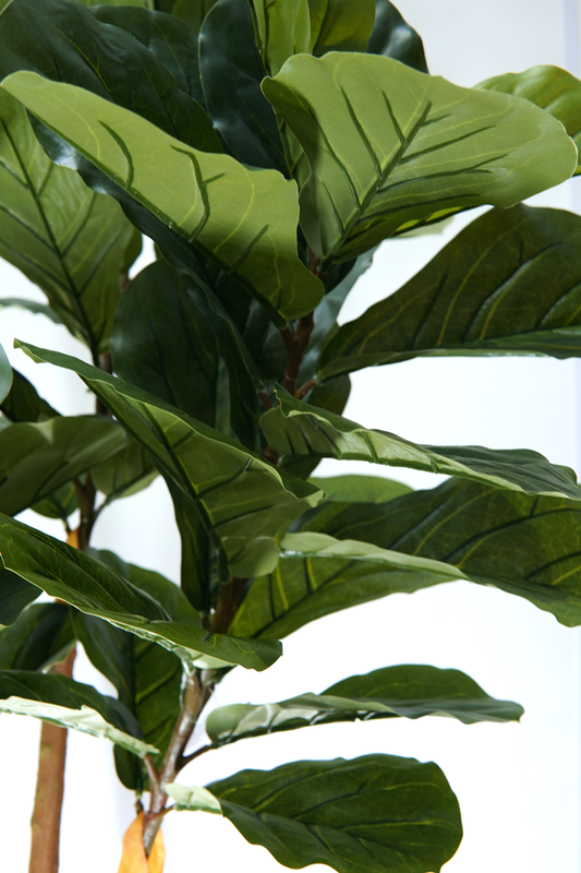 Arvore Verde Folhagem Planta Ficus Lyrata 120cm - 4