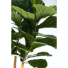 Arvore Verde Folhagem Planta Ficus Lyrata 120cm - 4