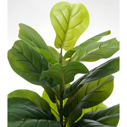 Arvore Verde Folhagem Planta Ficus Lyrata 120cm - 3