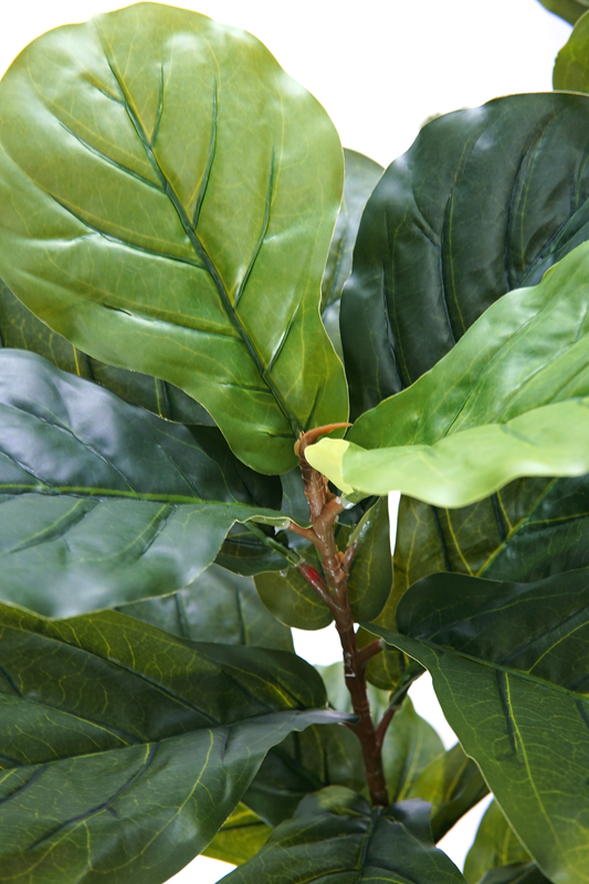 Arvore Verde Folhagem Planta Ficus Lyrata 120cm - 2