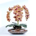 Ver imagem 1 de Arranjo 4 Orquídeas Artificiais Outonadas em Terrário Pri