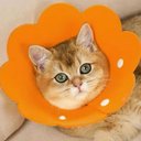 Ver mais imagens de Colar Ellizabetano Cirurgia Gato Pet Caes Cone Ajustavel Dobravel Confortavel Anti Lambida Recuperaç