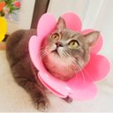 Ver imagem 6 de Colar Ellizabetano Cirurgia Gato Pet Caes Cone Ajustavel Dobravel Confortavel Anti Lambida Recuperaç