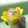 Colar Ellizabetano Cirurgia Gato Pet Caes Cone Ajustavel Dobravel Confortavel Anti Lambida Recuperaç - 7