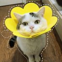 Ver imagem 5 de Colar Ellizabetano Cirurgia Gato Pet Caes Cone Ajustavel Dobravel Confortavel Anti Lambida Recuperaç