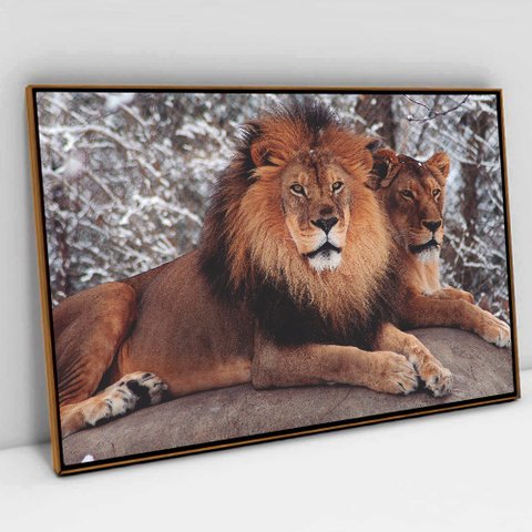 Quadro Decorativo em Canvas Leão e Leoa TaColado Moldura Flutuante 4,5cm Freijó 120 x 80cm
