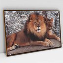 Ver imagem 1 de Quadro Decorativo em Canvas Leão e Leoa TaColado Moldura Flutuante 4,5cm Freijó 120 x 80cm
