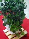 Ver imagem 3 de Suporte Para Vasos De Plantas Com Rodinhas 35x35 Cm