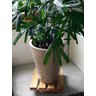 Suporte Para Vasos De Plantas Com Rodinhas 35x35 Cm - 4