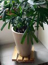 Ver imagem 4 de Suporte Para Vasos De Plantas Com Rodinhas 35x35 Cm