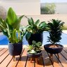 Conjunto com 4 Vasos de Plantas e Decoração com Pés de Madeira - 1
