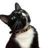 Coleira Cachorro ou Gato Personalizada com Nome Gold 8539-Coleira Pet Personalizada Preto - 7