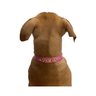 Coleira Cachorro ou Gato Personalizada com Nome Gold 8539-Coleira Pet Personalizada Preto - 2