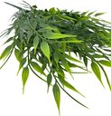 Ver imagem 2 de 5 Galhos Verde Realista 35cm Bambo da Sorte Planta Artificial