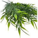 Ver imagem 2 de 5 Galhos Verde Realista 35cm Bambo da Sorte Planta Artificial