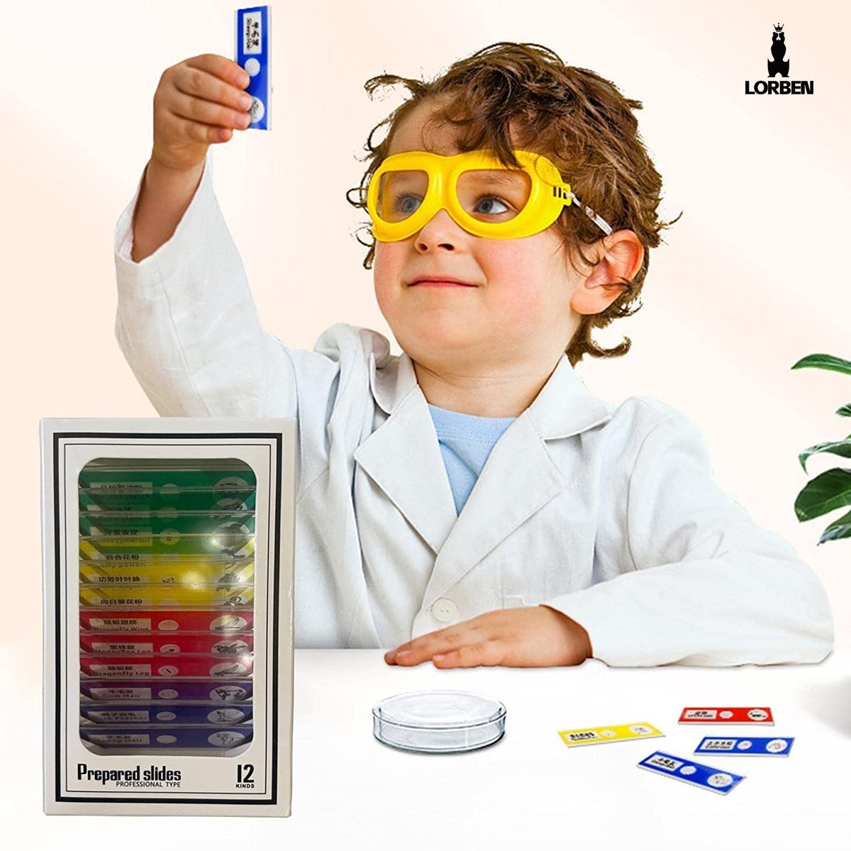 12 Peças de Lâminas Preparadas para Microscópio Educativo Infantil Ensino Crianças Lorben - 5