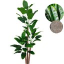 Ver imagem 1 de Arvore Bananeira Artificial Grande sem Vaso Decorativo
