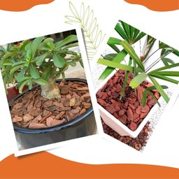 Casca de Pinus Polida P/ Vasos/ Flores/ Decoração de Jardim - 7