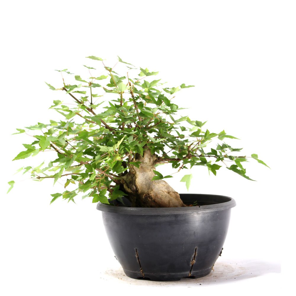 Pré Bonsai Acer Tridente 14 Anos