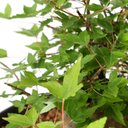 Ver imagem 6 de Pré Bonsai Acer Tridente 14 Anos