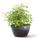 Ver imagem 2 de Pré Bonsai Acer Tridente 14 Anos