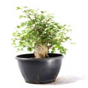 Ver imagem 4 de Pré Bonsai Acer Tridente 14 Anos