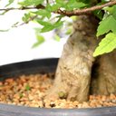 Ver imagem 5 de Pré Bonsai Acer Tridente 14 Anos