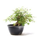 Ver imagem 3 de Pré Bonsai Acer Tridente 14 Anos