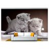 Papel De Parede Animais Gatos Filhotes Cinza 7,50M² Anm138 - 1