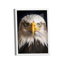 Ver imagem 2 de Quadro Águia de Cabeça Branca -- Br Artes