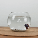 Ver imagem 1 de Aquário Pequeno Vidro Redondo de Peixe Para Decorar Mesa e Sala