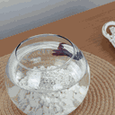 Ver imagem 4 de Aquário Pequeno Vidro Redondo de Peixe Para Decorar Mesa e Sala