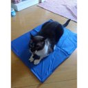Ver imagem 5 de Tapete Gelado Cachorro Gato Cao Pet Refrescante Macio Animal de Estimaçao Colchonete Confortavel Cal