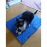 Tapete Gelado Cachorro Gato Cao Pet Refrescante Macio Animal de Estimaçao Colchonete Confortavel Cal - 5