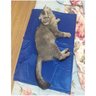 Tapete Gelado Cachorro Gato Cao Pet Refrescante Macio Animal de Estimaçao Colchonete Confortavel Cal - 4