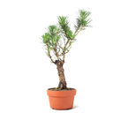 Ver imagem 2 de Pré Bonsai Pinheiro Negro 10 Anos