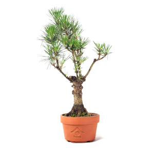 Pré Bonsai Pinheiro Negro 10 Anos