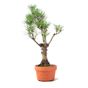 Ver imagem 1 de Pré Bonsai Pinheiro Negro 10 Anos