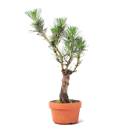 Pré Bonsai Pinheiro Negro 10 Anos - 4