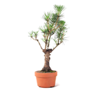 Ver imagem 3 de Pré Bonsai Pinheiro Negro 10 Anos